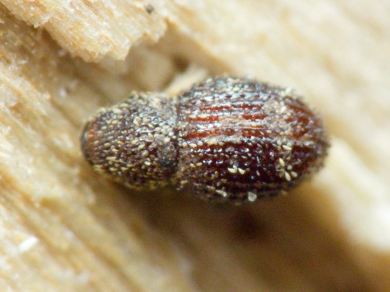 Acalles (Acalles) echinatus (Germar, 1824)